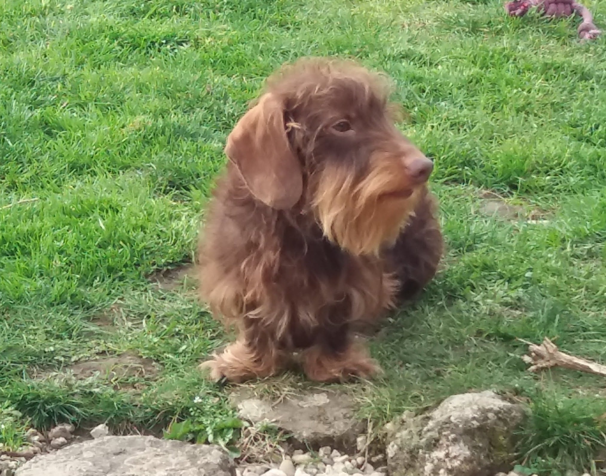 Ziggy, a wire-haired dachshund, photographed outdoors