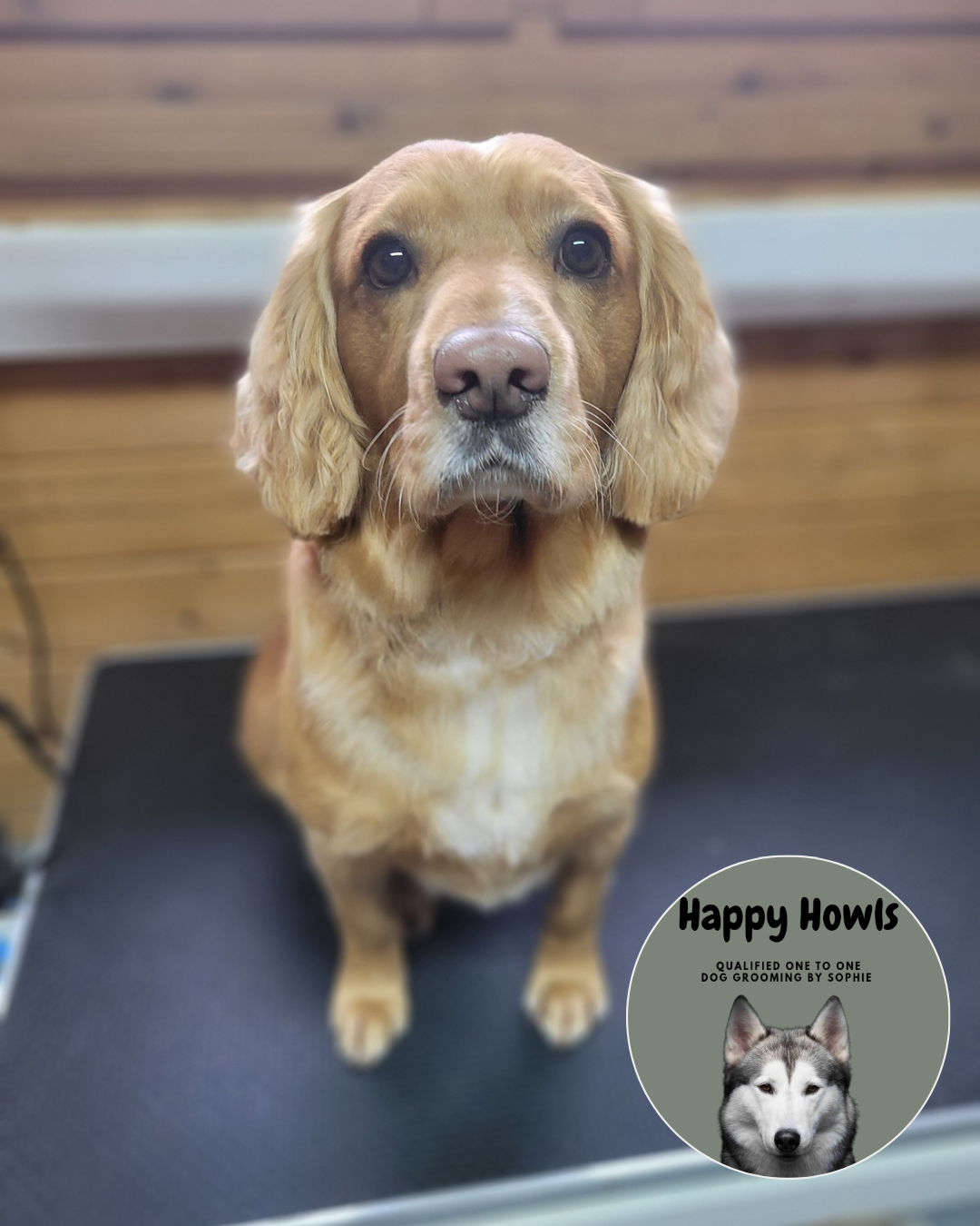 A freshly groomed golden spaniel on the salon table
