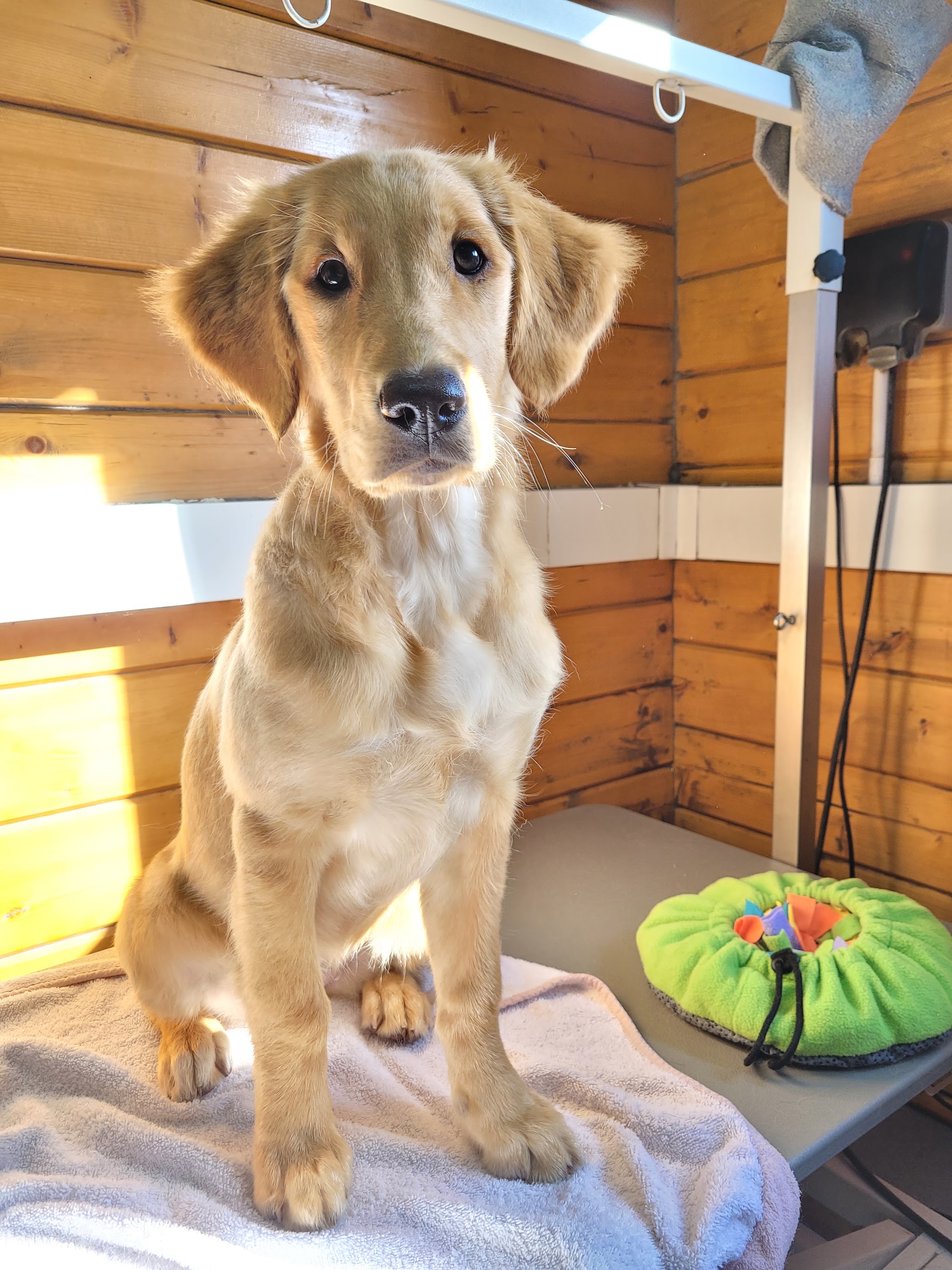A golden retriever sitting on the grooming table in the timber salon