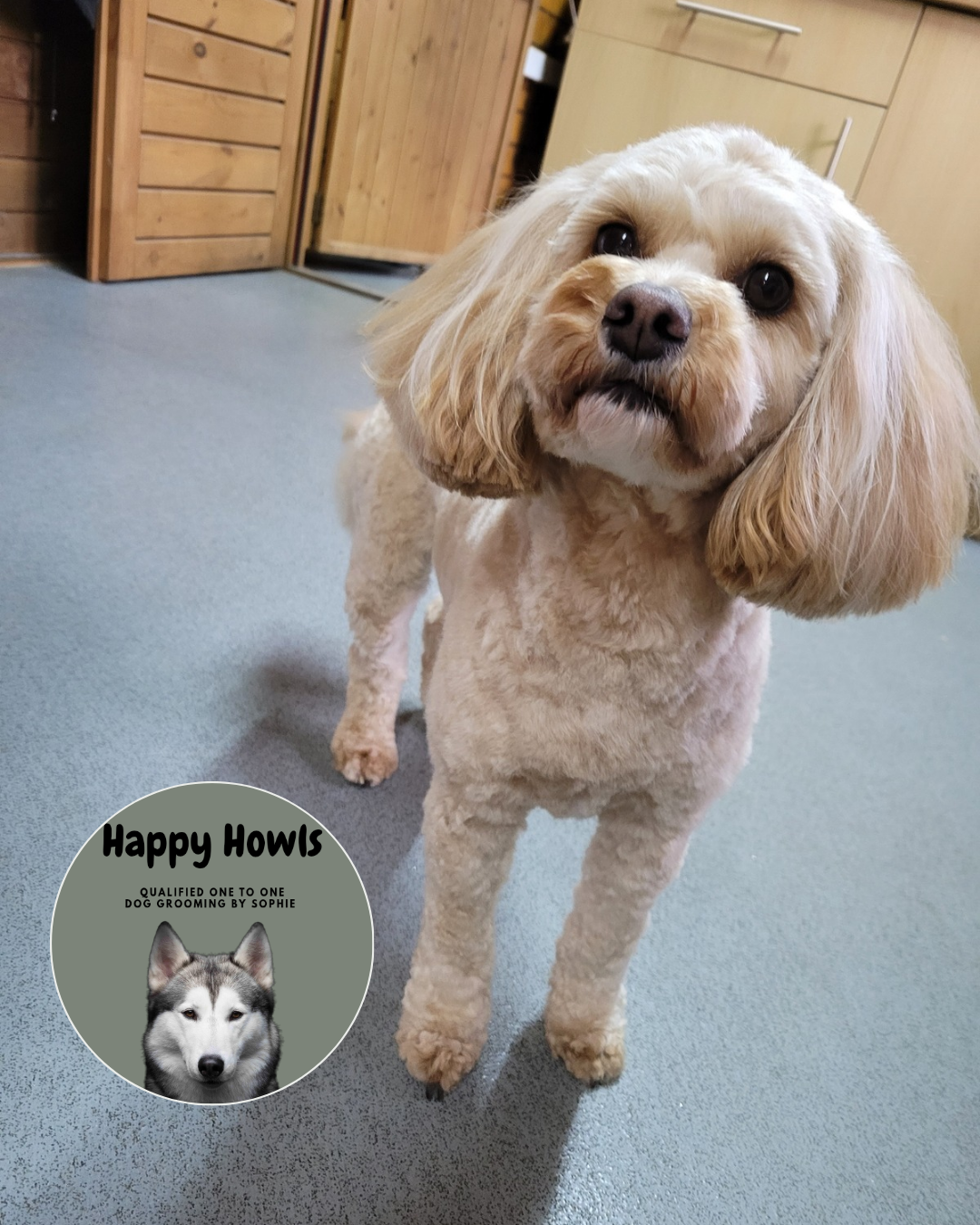 A small cream dog after a groom at Happy Howls